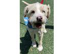 Mario, Norfolk Terrier For Adoption In Bell Gardens, California