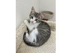 Augustus, Domestic Shorthair For Adoption In Fort Collins, Colorado