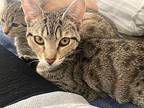 Cleo, Domestic Shorthair For Adoption In Baltimore, Maryland