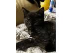 Paris, Domestic Shorthair For Adoption In Fort Collins, Colorado