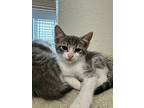 Willy, Domestic Shorthair For Adoption In Fort Collins, Colorado