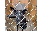 Safari, American Pit Bull Terrier For Adoption In Gautier, Mississippi