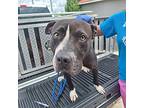 Paula, American Pit Bull Terrier For Adoption In Gautier, Mississippi