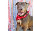 Bamba, American Pit Bull Terrier For Adoption In Gautier, Mississippi