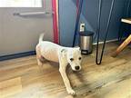 Chester, American Pit Bull Terrier For Adoption In Shreveport, Louisiana