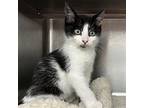 Udon (bonded W/soba), Domestic Shorthair For Adoption In Oakland, California