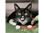 Takeo, Domestic Shorthair For Adoption In Oakland, California