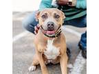 Yiyi, American Pit Bull Terrier For Adoption In Oakland, California