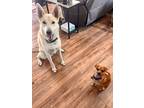 Pipsqueak, Jack Russell Terrier For Adoption In Manhattan Beach, California