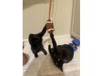 Willow & Oak Bonded With Ivy, Domestic Shorthair For Adoption In Macedonia, Ohio