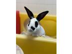 Cinnabun, Mini Lop For Adoption In Newington, Connecticut