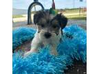 Mutt Puppy for sale in Palos Heights, IL, USA