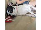 Norman, Rat Terrier For Adoption In Deland, Florida