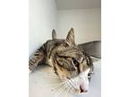 Chessie, Domestic Shorthair For Adoption In Richmond, British Columbia