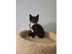 Rapunzel, Domestic Shorthair For Adoption In Irvine, California