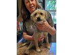 Buck, Australian Terrier For Adoption In Mountain View, Missouri
