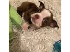 Boston Terrier Puppy for sale in Copperas Cove, TX, USA