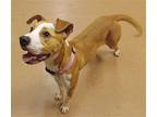 Izzy, Terrier (unknown Type, Medium) For Adoption In Decatur, Georgia