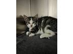 Sierra, Domestic Shorthair For Adoption In Port Mcnicoll, Ontario