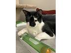 Bandit, Domestic Shorthair For Adoption In Shakespeare, Ontario