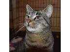 Tony, Domestic Shorthair For Adoption In Smithers, British Columbia