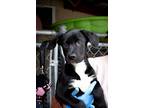 Dex, American Pit Bull Terrier For Adoption In Marietta, Georgia