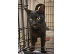 Willow (fcid# 05/30/2024 - 12 Trainer), Domestic Shorthair For Adoption In