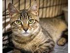 Justin (fcid# 05/30/2024 - 30 Trainer), Domestic Shorthair For Adoption In