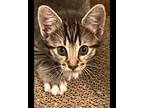 Colby, Domestic Shorthair For Adoption In St Augustine, Florida