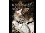 Muenster, Domestic Shorthair For Adoption In St Augustine, Florida