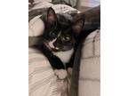 Snickerdoodle, Domestic Shorthair For Adoption In Phillipsburg, New Jersey