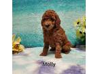 Mutt Puppy for sale in Quincy, MI, USA