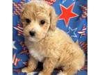 Havanese Puppy for sale in Gurnee, IL, USA