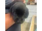 Labrador Retriever Puppy for sale in Chester, IL, USA
