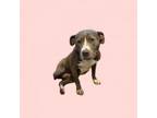 Adopt TUSC-Stray-tu7949 a Pit Bull Terrier