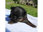 Brussels Griffon Puppy for sale in Gurley, AL, USA