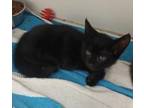 Adopt Black Olive a Domestic Short Hair
