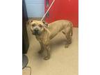 Adopt Biscuit Banjo a Mixed Breed
