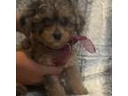 Shih-Poo Puppy for sale in Panama City, FL, USA