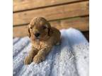 Cavapoo Puppy for sale in Lawrenceburg, TN, USA