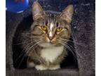 Adopt Amelia Purrheart a Domestic Short Hair