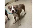 Adopt Marshmallow a Pit Bull Terrier, Beagle