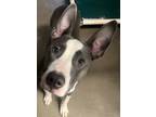 Adopt Little Momma a Pit Bull Terrier, Mixed Breed