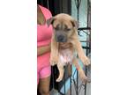 Adopt Popsicle a Black Mouth Cur, Mixed Breed
