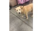 Adopt Honey Bunch a Mixed Breed