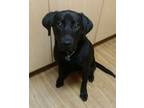 Adopt Maggie a Black Labrador Retriever