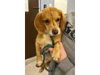 Adopt Sunny a Beagle, Mixed Breed