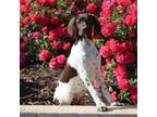 German Shorthaired Pointer Puppy for sale in Rancho Cucamonga, CA, USA