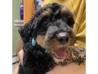 Adopt Nana a Poodle, Welsh Terrier