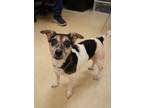Adopt Molly 10562 a Parson Russell Terrier